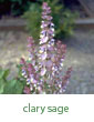 clary sage