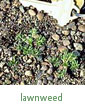 lawnweed