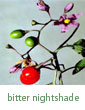 bittersweet nightshade