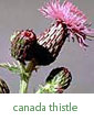 Canada thistle